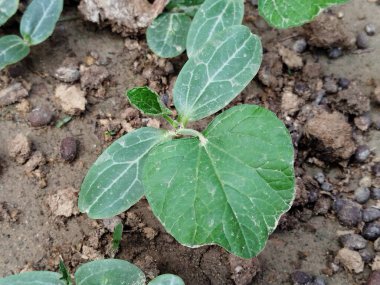 yeşil yaprakları closeup arka plan