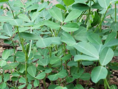 yeşil yaprakları closeup arka plan