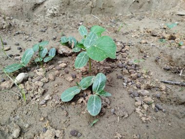 yeşil yaprakları closeup arka plan