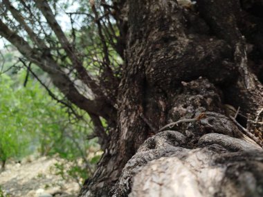 Yaprak döken ağaçlardan oluşan yeşil bir ormanın manzarası. Güneş ışınlarını yeşilliklere saçıyor.