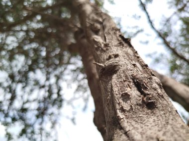 Yaprak döken ağaçlardan oluşan yeşil bir ormanın manzarası. Güneş ışınlarını yeşilliklere saçıyor.