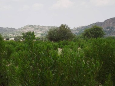 Güneşli bir yaz sabahında resimli dağ vadisi