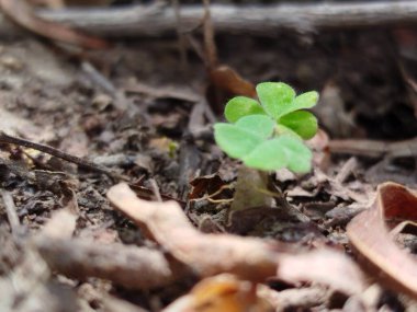 Yeşil çimenlerin üzerinde gri beton basamak deseni sabah güneşinin altında çiçek açan bitki, çalılık ve ağaçlar ve kamu parkının bahçesinde iyi bir peyzaj.