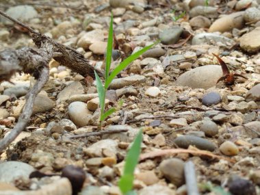 Yeşil çimenlerin üzerinde gri beton basamak deseni sabah güneşinin altında çiçek açan bitki, çalılık ve ağaçlar ve kamu parkının bahçesinde iyi bir peyzaj.