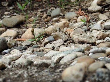 Yeşil çimenlerin üzerinde gri beton basamak deseni sabah güneşinin altında çiçek açan bitki, çalılık ve ağaçlar ve kamu parkının bahçesinde iyi bir peyzaj.