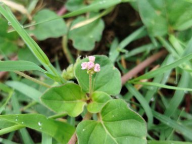 Doğada güzel bir sabah çiyi damlası, seçici bir odak. Yaprakların üzerinde temiz şeffaf su damlaları. Güneş damlalar halinde parlıyor. Yeşil tonda görüntü. Yaz mevsimi doğal arka plan