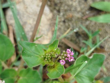 Doğada güzel bir sabah çiyi damlası, seçici bir odak. Yaprakların üzerinde temiz şeffaf su damlaları. Güneş damlalar halinde parlıyor. Yeşil tonda görüntü. Yaz mevsimi doğal arka plan