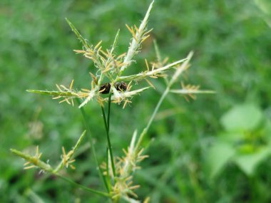 Çiy damlaları olan taze yeşil çimenler. Doğal arkaplan