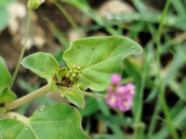 Bahçedeki parlak pembe yıldız çiçeği koyu mavi arkaplanda fotokopi alanı ile birlikte..