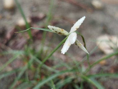 Yeşil arka planı olan beyaz çiçekler.