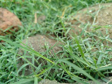 Yeşil yapraklı makronun üzerinde büyük, şeffaf yağmur suyu damlaları. Sabahları çiy damlaları güneşte parlar. Doğadaki güzel yaprak dokusu. Doğal arkaplan