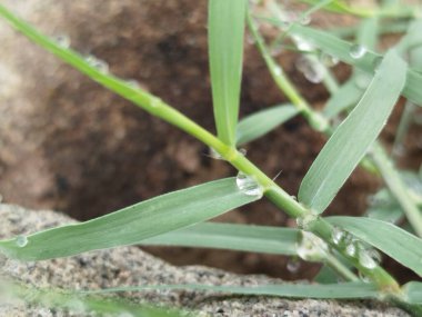 Yeşil yapraklı makronun üzerinde büyük, şeffaf yağmur suyu damlaları. Sabahları çiy damlaları güneşte parlar. Doğadaki güzel yaprak dokusu. Doğal arkaplan
