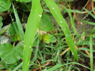 raindrops on fresh green leaves on a black background. Macro shot of water droplets on leaves. Waterdrop on green leaf after a rain