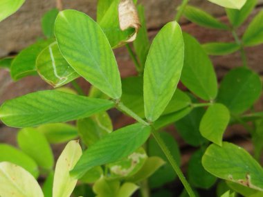 raindrops on fresh green leaves on a black background. Macro shot of water droplets on leaves. Waterdrop on green leaf after a rain