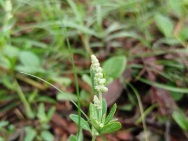 Su damlası yakın çekim, su damlası olan çimenler, yeşil çimenlerin üzerine su damlası