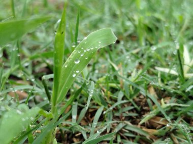 Su damlaları yeşil çimlerin üzerine