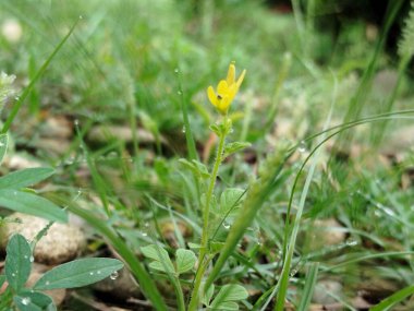 Su damlaları yeşil çimlerin üzerine