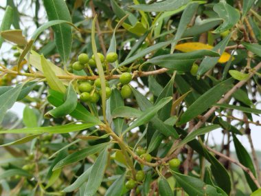 Su, damla ve yapraklar toprak ile iklim değişikliği, doğa ve çevre hakkında farkındalık ve sürdürülebilirlik için. Çevre dostu, gelecek ve temiz enerji için çimenlerin üzerine küre, bitki ve damlacık.