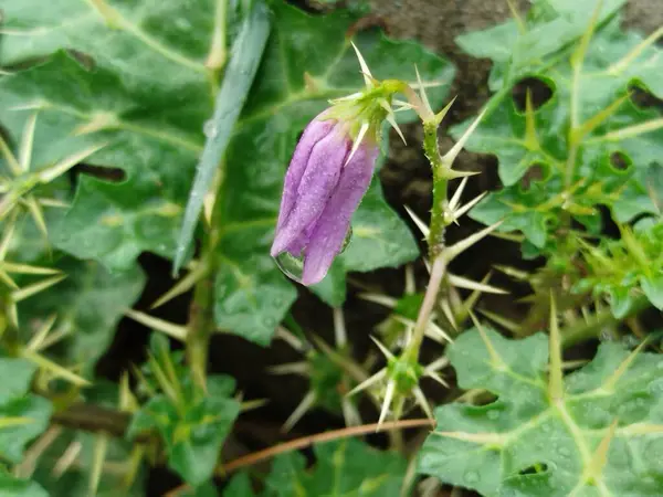 Sulu, yemyeşil çimenler çimenlikte. Baharda sabah vakti çiyli su damlaları. Kapalı kapılar, panorama. Doğanın saflığı ve tazeliğinin güzel sanatsal görüntüsü, kopyalama alanı