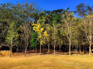 Ağaçlar ve yapraklarla dolu sonbahar manzarası