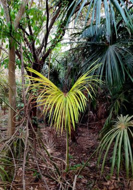 Yeşil tropikal palmiye ağacı