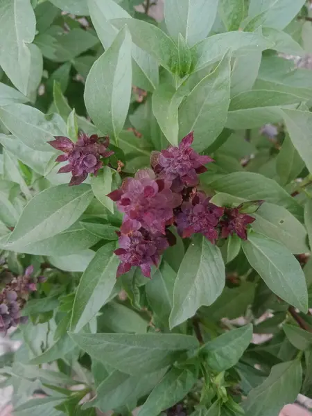 Köy hayatı çiçekleri, ağaç, yaprak fotoğrafları, Botanik bahçesindeki Attalea yeşil yapraklarının yakın plan fotoğrafı, seçici odaklanma. Babassu yağı, serada palmiye yaprağı.,