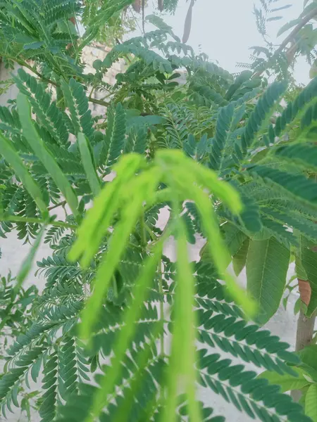 Köy hayatı çiçekleri, ağaç, yaprak fotoğrafları, Botanik bahçesindeki Attalea yeşil yapraklarının yakın plan fotoğrafı, seçici odaklanma. Babassu yağı, serada palmiye yaprağı.,