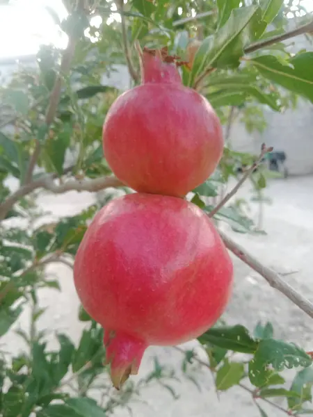 Damlaları düşen nemli nar meyvesi. Fotoğraf Kıbrıs 'taki Evrychou köyünde çekildi.