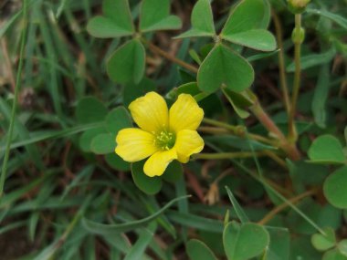 yeşil çimen alanı, yeşil çimen arka plan