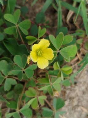 yeşil çimen alanı, yeşil çimen arka plan