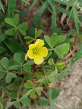 yeşil çimen alanı, yeşil çimen arka plan