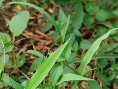 yeşil çimen alanı, yeşil çimen arka plan