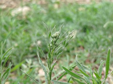 yeşil çimen alanı, yeşil çimen arka plan