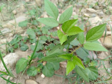 yeşil çimen alanı, yeşil çimen arka plan