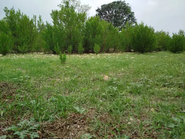 yeşil çimen alanı, yeşil çimen arka plan