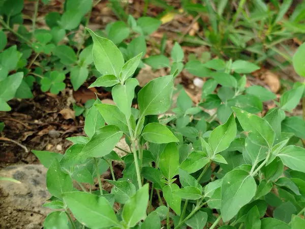 yeşil çimen alanı, yeşil çimen arka plan