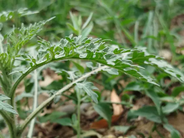 yeşil çimen alanı, yeşil çimen arka plan