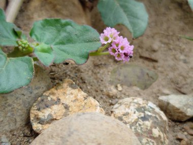 yeşil çimen alanı, yeşil çimen arka plan