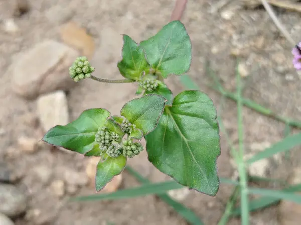 yeşil çimen alanı, yeşil çimen arka plan