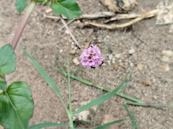 yeşil çimen alanı, yeşil çimen arka plan