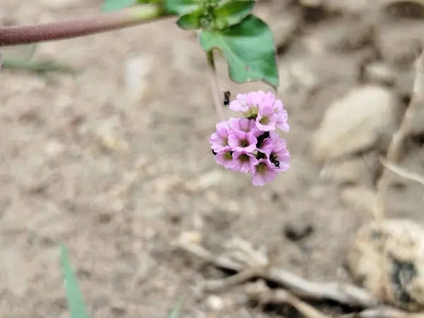 yeşil çimen alanı, yeşil çimen arka plan