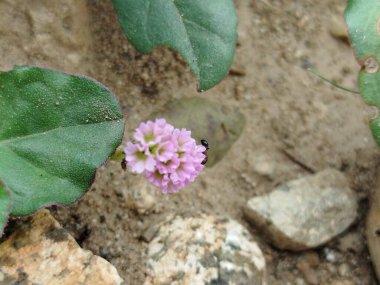 yeşil çimen alanı, yeşil çimen arka plan