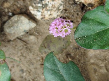 yeşil çimen alanı, yeşil çimen arka plan