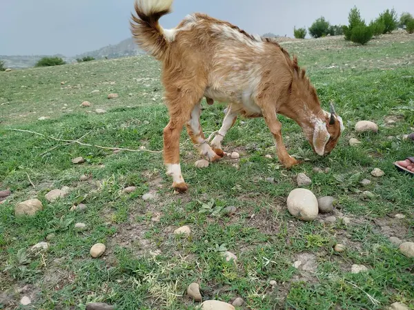 Yeşil tarla çiftliğinde keçi memelisi