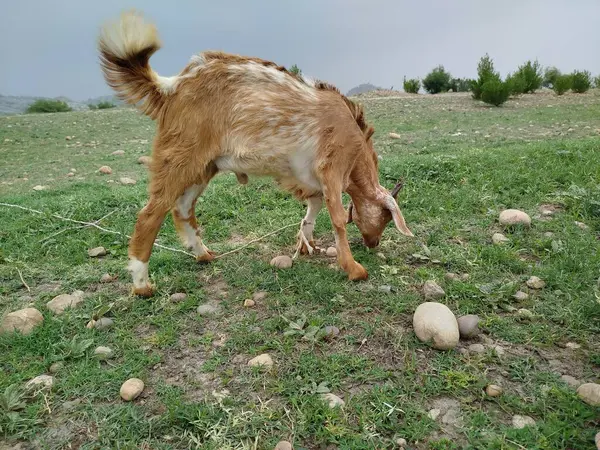 Yeşil tarla çiftliğinde keçi memelisi