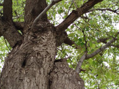 Eski yosunlu taş işçiliği. Yeşil bitkiler ve filizlenmiş çimlerle kaplı büyük bir duvar.