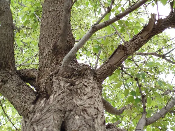 Eski yosunlu taş işçiliği. Yeşil bitkiler ve filizlenmiş çimlerle kaplı büyük bir duvar.