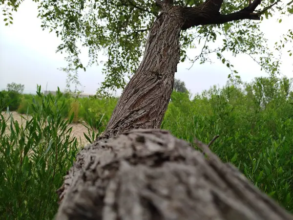 Eski yosunlu taş işçiliği. Yeşil bitkiler ve filizlenmiş çimlerle kaplı büyük bir duvar.