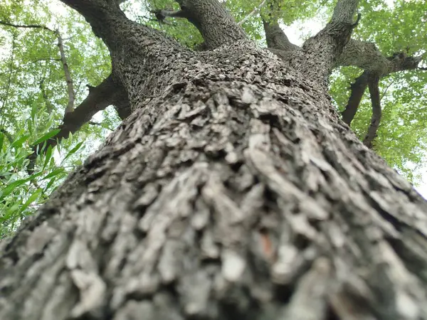 Eski yosunlu taş işçiliği. Yeşil bitkiler ve filizlenmiş çimlerle kaplı büyük bir duvar.