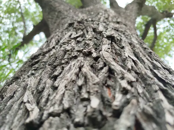 Eski yosunlu taş işçiliği. Yeşil bitkiler ve filizlenmiş çimlerle kaplı büyük bir duvar.